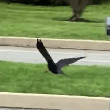 Bird in flight with wings flapping upward near street level