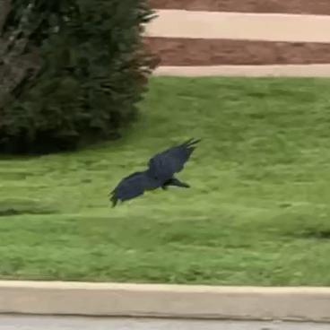 Bird in flight with wings level near street level