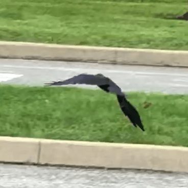Bird in flight with wings flapping downward near street level